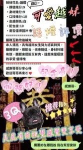 新竹定點茶-語煙：圖片 7